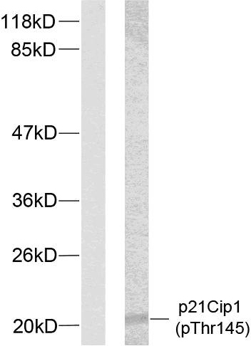 Rabbit Anti-Human CDKN1A (Phospho-Thr145) polyclonal antibody (CABT-L3410)