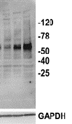 Tau (Phospho S214) monoclonal antibody