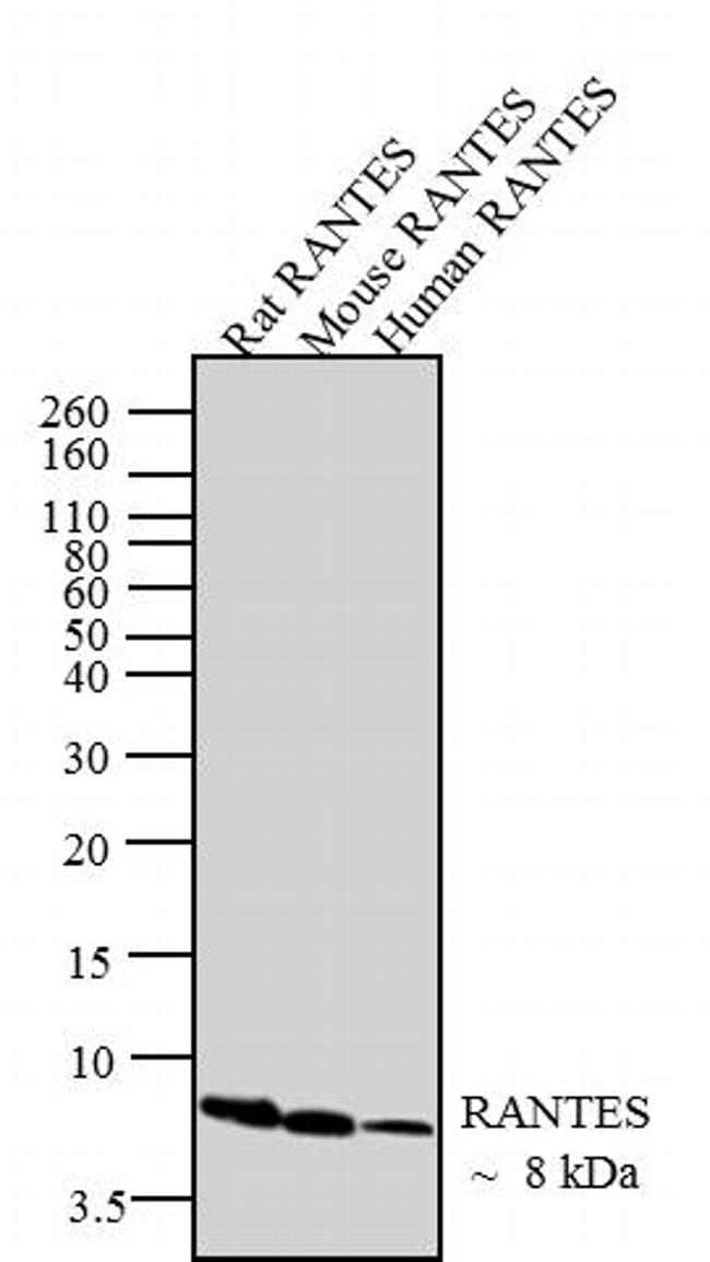 Rabbit Anti-RANTES monoclonal antibody, clone 36I25M28 (CABT-L1223)