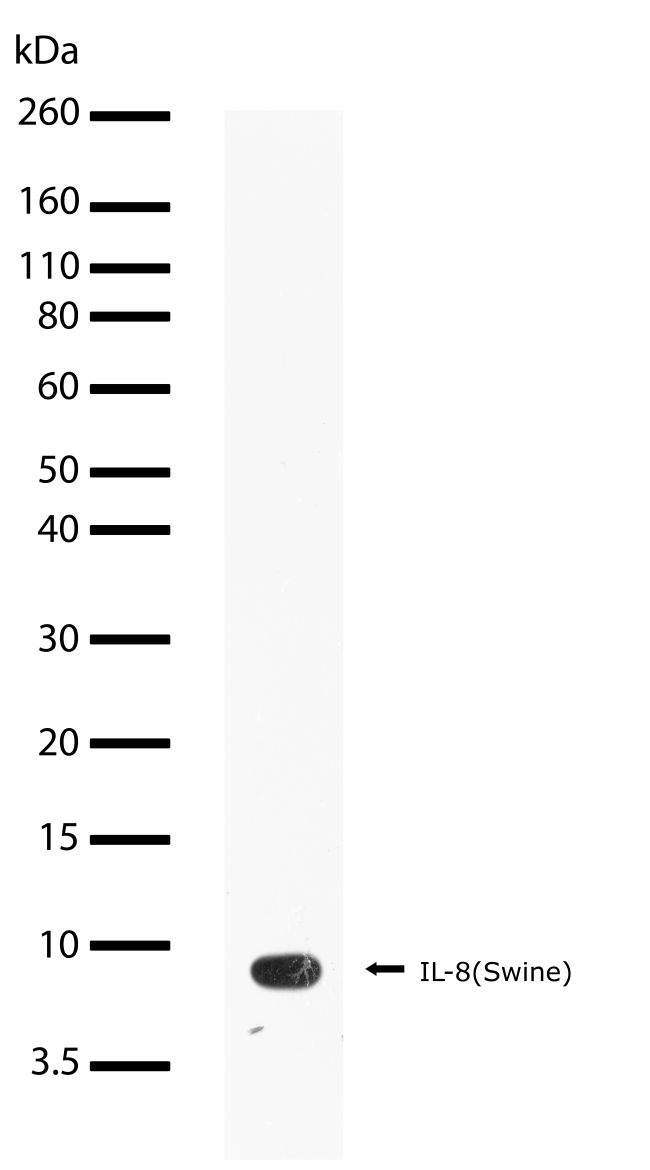 Rabbit Anti-Swine CXCL8 monoclonal antibody, clone 20I3M3 (CABT-L1412)