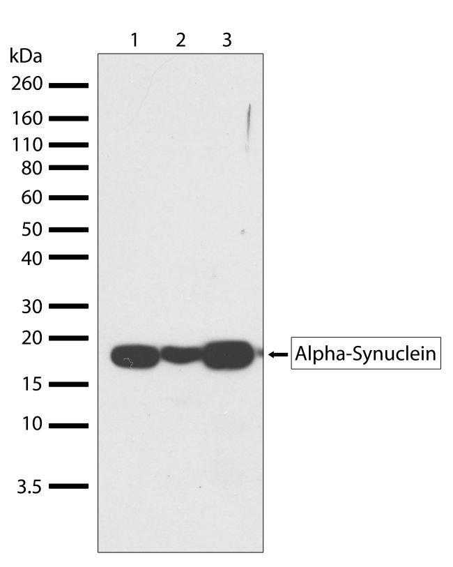 Rabbit Anti-Human alpha Synuclein monoclonal antibody, clone 25I3M2 (CABT-L1621)