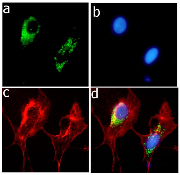 Rabbit Anti-Human APOE monoclonal antibody, clone 27I33M29 (CABT-L1196)