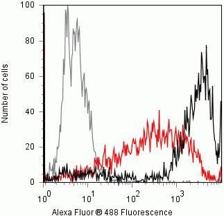 Rabbit Anti-Human p53 (phospho Ser15) monoclonal antibody, clone 25I72M35 (CABT-L1642)