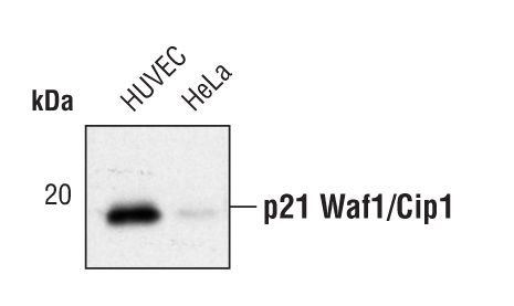 Rabbit Anti-Human p21 monoclonal antibody, clone S.330.7 (CABT-L1237)