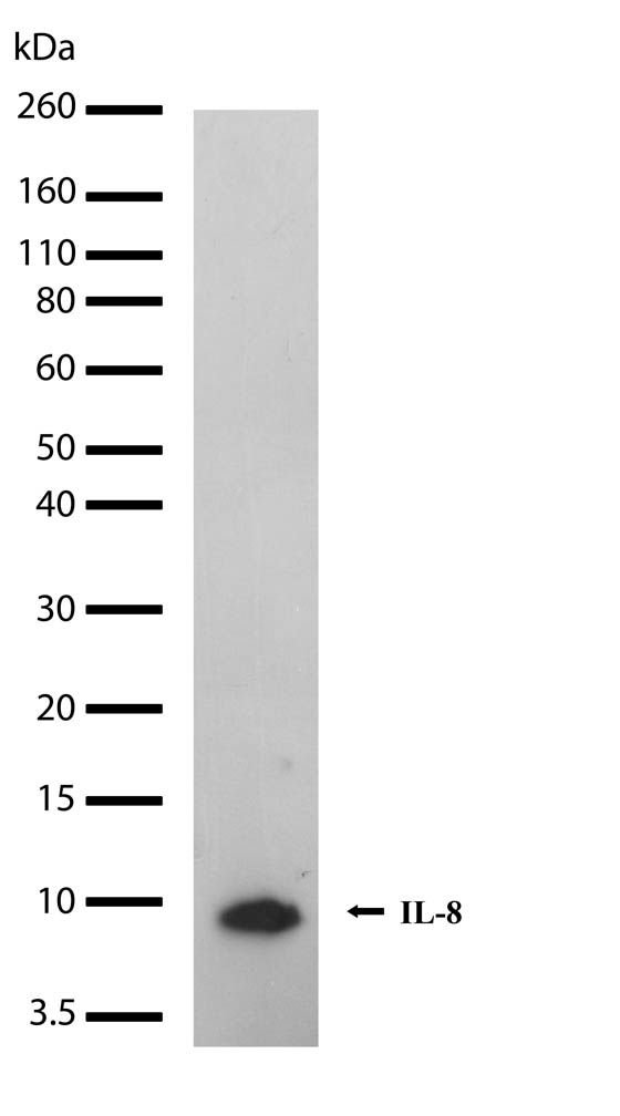 Rabbit Anti-Human CXCL8 monoclonal antibody, clone 2I6M5 (CABT-L1411)