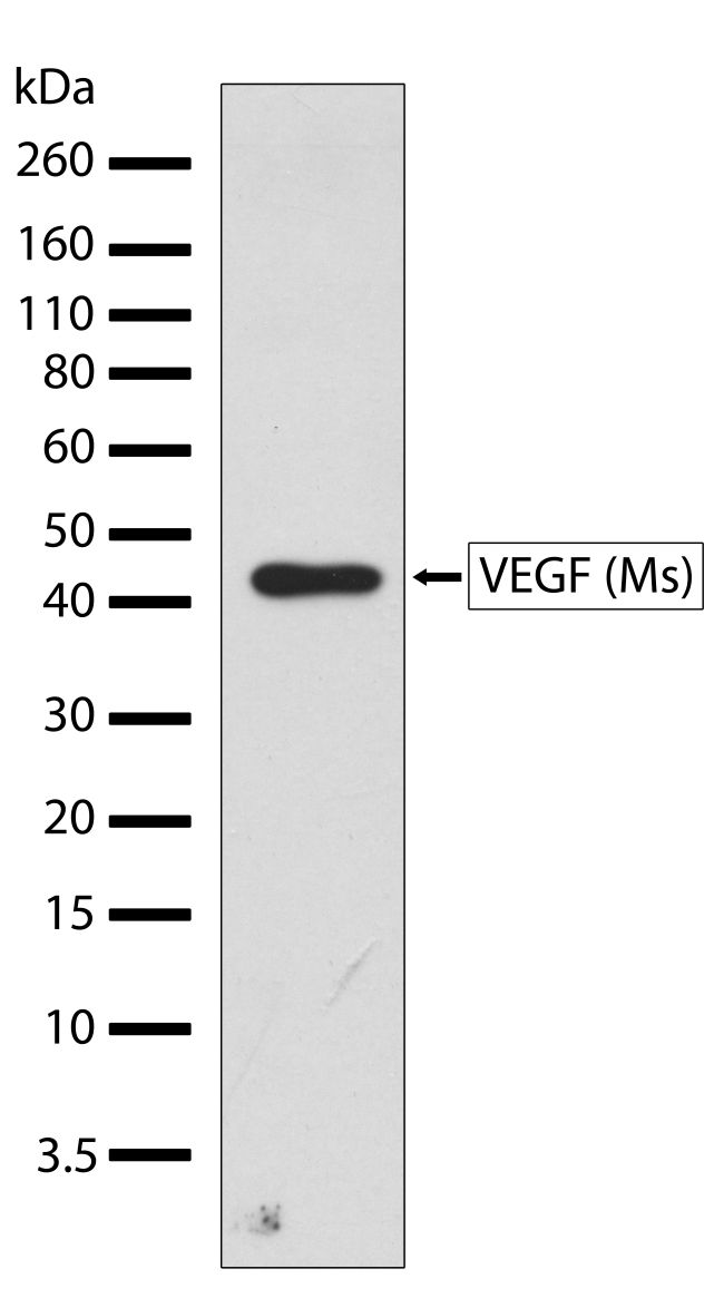 Rabbit Anti-Mouse VEGF monoclonal antibody, clone 2I23M28 (CABT-L1654)