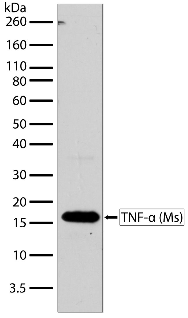 Rabbit Anti-Mouse TNF alpha monoclonal antibody, clone 28I2M5 (CABT-L1635)