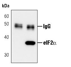 Rabbit Anti-Human eIF2a (phospho Ser51) monoclonal antibody, clone T.785.6 (CABT-L1284)