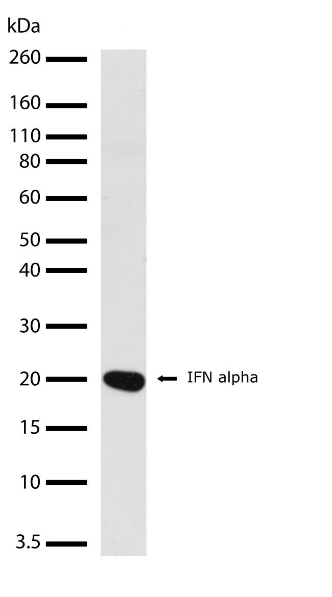 Rabbit Anti-Human IFN alpha monoclonal antibody, clone 0I2M2 (CABT-L1388)