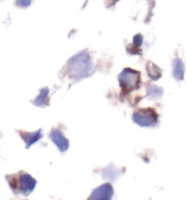 Rabbit Anti-Mouse BAD (phospho Ser112) monoclonal antibody, clone H.556.0 (CABT-L1207)