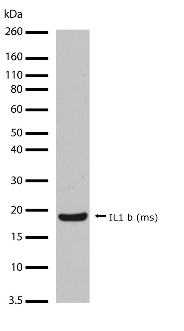 Rabbit Anti-Mouse IL-1 beta monoclonal antibody, clone 28I29M27 (CABT-L1400)