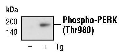 Rabbit Anti-Mouse PERK (phospho Thr980) monoclonal antibody, clone H.406.5 (CABT-L1285)