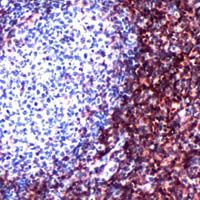 Rabbit Anti-Human CD4 monoclonal antibody, clone TQ46 (CABT-L1229)