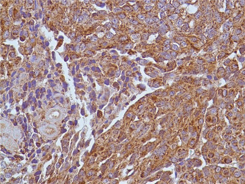 Rabbit Anti-Human VEGF monoclonal antibody, clone TQ39 (CABT-L1882)