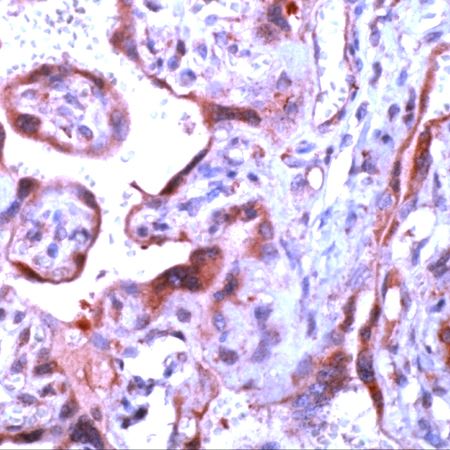 Rabbit Anti-Human CASP1 polyclonal antibody (CABT-L1706)