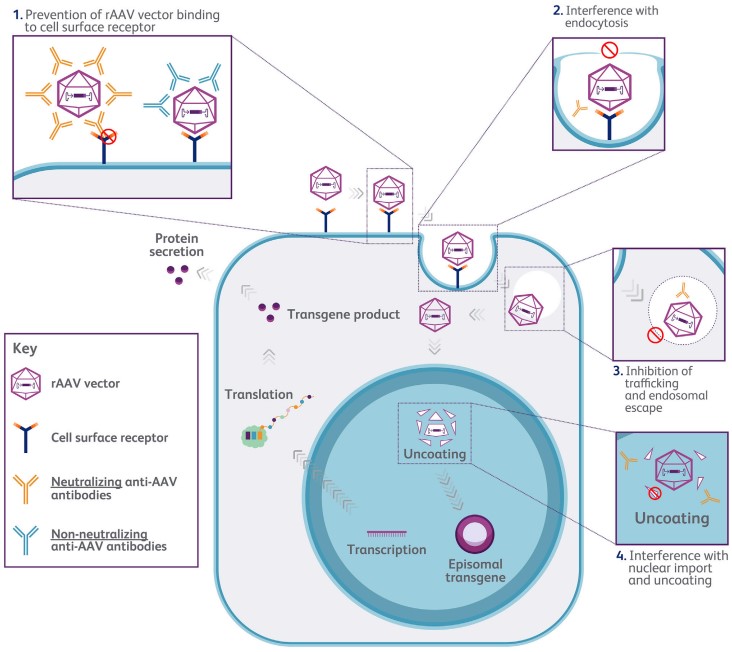 Schematic representation of the action of anti-AAV neutralizing antibodies