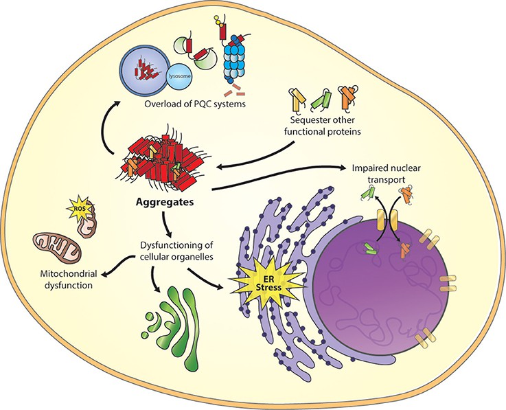 Toxic mechanism of misfolded proteins.