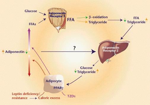 Adiponectin signaling pathway