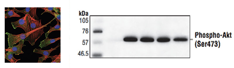 Magic™ Anti-AKT1 (Phospho S473) monoclonal antibody