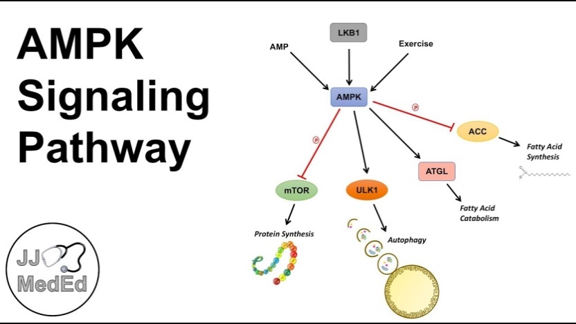 AMPK Signaling Pathway