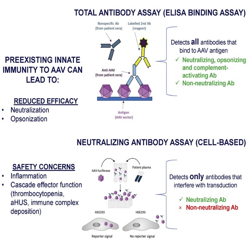 anti-aav8-antibody-elisa-kit-1.jpg