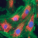 Antibodies for Immunofluorescence  (IF)