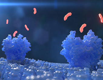 Small Molecule Antibodies