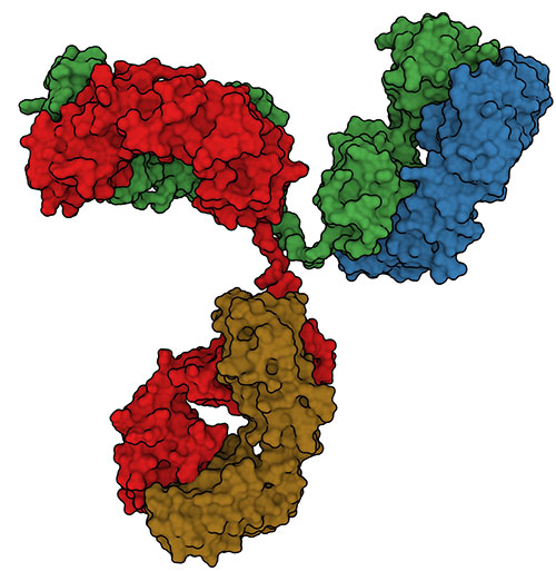 New Antibodies