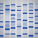 Antibodies for Western  Blot (WB)