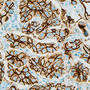 Antibodies for  Immunohistochemistry (IHC)