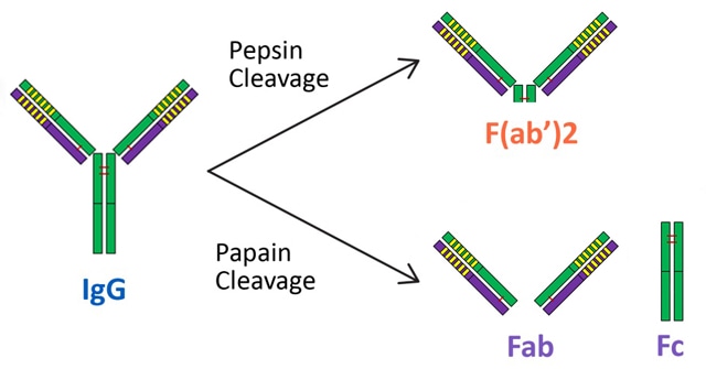 Custom Antibody Fragmentation