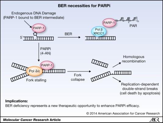 Base Excision Repair Pathway