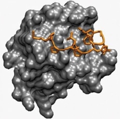 Blocking Peptides