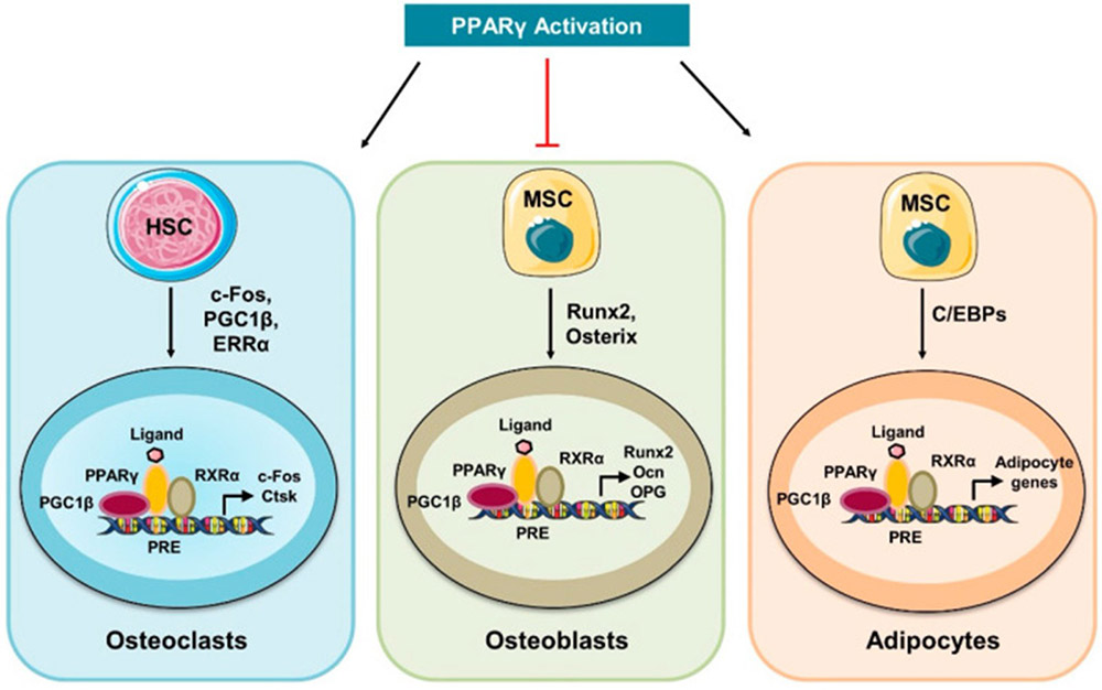 Bone Metabolism Antibodies