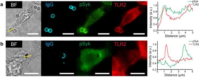 Rat Anti-Mouse TLR2 monoclonal antibody, clone 6C2 (CABT-47503RM)