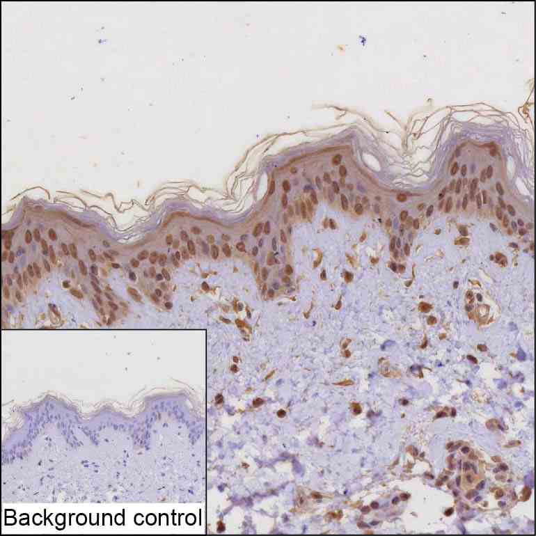 Anti-TP53 monoclonal antibody, clone DO-13 (CABT-50215MH)