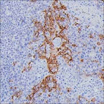 Anti-PD-L1 (Extracellular) monoclonal antibody, clone 30F.3B4.D7 (CABT-B1270)