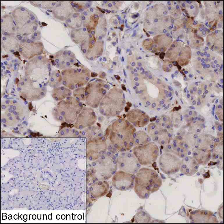 Anti-PERK (C-terminal half) monoclonal antibody, clone 5G7.2 (CABT-B1345)