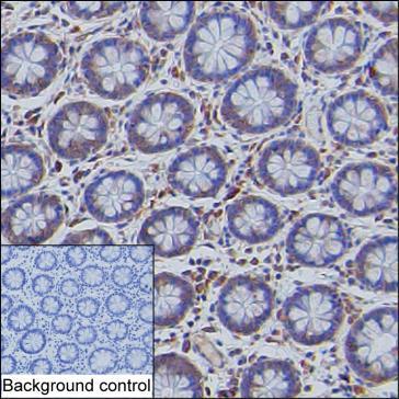 Anti-DDIT3 (Internal) monoclonal antibody, clone 6F6.4 (CABT-B1362)