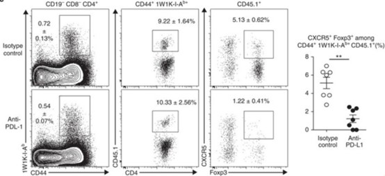 Rat Anti-Mouse PD-L1 (B7-H1) Monoclonal antibody, clone 10F.9G2 (CABT-L4404)