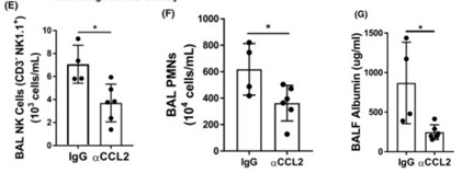 Armenian Hamster Anti-Mouse CCL2 (MCP-1) Monoclonal antibody, clone 2H5 (CABT-L4459)