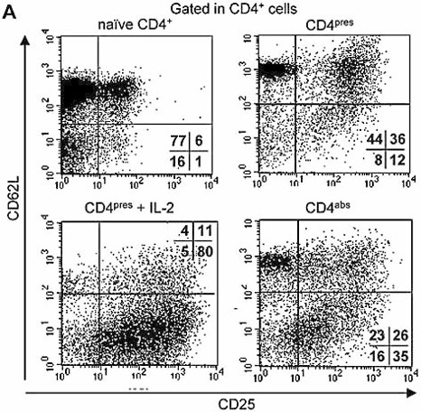 Mouse Anti-Mouse CD4 epitope A Chimeric Monoclonal Antibody, clone YTS 177.9 [Functional Grade] (CABT-Z489M)