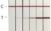 Human Anti-MPXV A35R monoclonal antibody, clone D2732-2D6 (CABT-ZB1120)