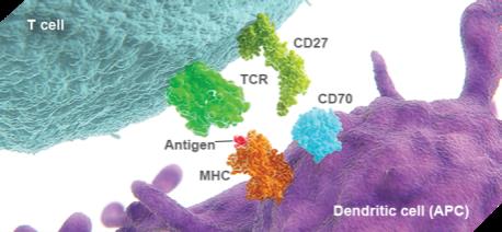 CD27/CD70 Signaling Pathway