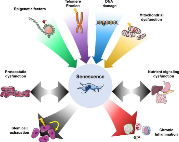 Cell Senescence Signaling Pathway