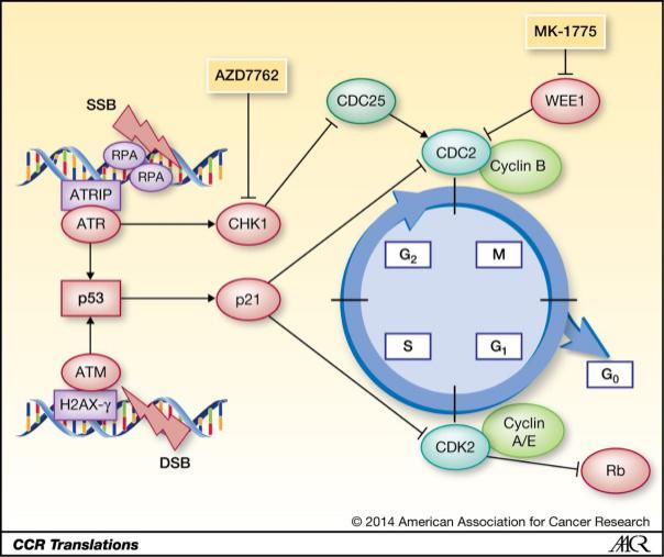 Chk signaling pathway