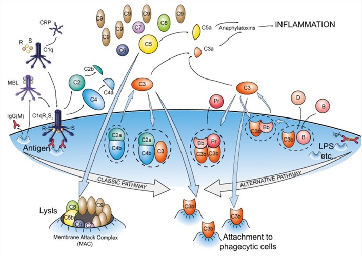 Complement System Antibodies