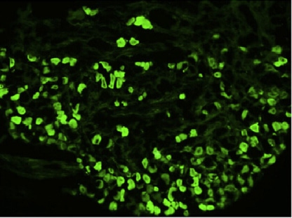 Control Antibodies 2