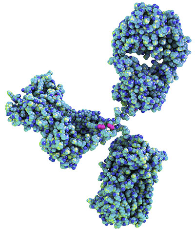 Control Antibodies 4