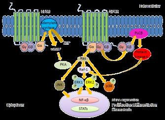 CXCR Signaling Pathway